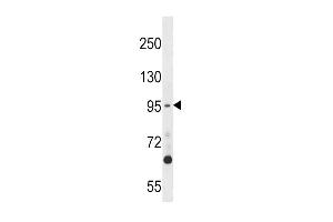 TTK Antibody (M1) (ABIN392687 and ABIN2842176) western blot analysis in 293 cell line lysates (35 μg/lane). (Mps1 antibody  (N-Term))