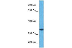 Host:  Rabbit  Target Name:  SLC25A32  Sample Tissue:  Human 786-0 Whole Cell  Antibody Dilution:  1ug/ml (SLC25A32 antibody  (N-Term))