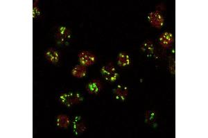ABIN2563647 (10ug/ml) staining (red, AlexaFluor 555) of Drosophila S2 cells, co-stained with MG130 rabbit antibody (green, AlexaFluor 488). (Lava Lamp antibody  (Internal Region))