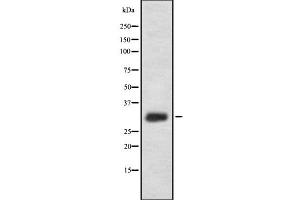 Western blot analysis IL33 using HeLa whole cell lysates