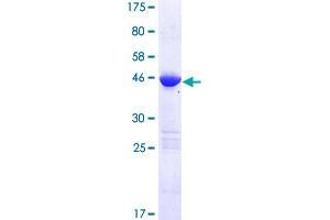 LZIC Protein (AA 1-190) (GST tag)