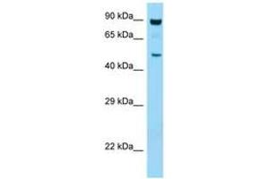 Image no. 1 for anti-Protein Kinase, AMP-Activated, alpha 1 Catalytic Subunit (PRKAA1) (AA 95-144) antibody (ABIN799306)