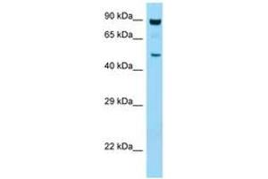 Image no. 1 for anti-Protein Kinase, AMP-Activated, alpha 1 Catalytic Subunit (PRKAA1) (AA 95-144) antibody (ABIN799306) (PRKAA1 antibody  (AA 95-144))