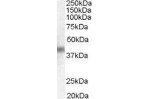 Western Blotting (WB) image for Dual Specificity Phosphatase 1 (DUSP1) peptide (ABIN370353) (Dual Specificity Phosphatase 1 (DUSP1) Peptide)