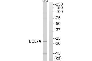Western blot analysis of extracts from HuvEc cells, using BCL7A antibody.