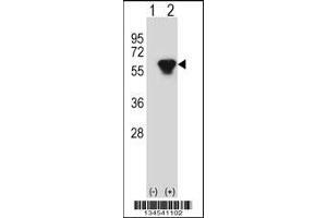 Western blot analysis of PRKAR2B using rabbit polyclonal PRKAR2B Antibody using 293 cell lysates (2 ug/lane) either nontransfected (Lane 1) or transiently transfected (Lane 2) with the PRKAR2B gene.