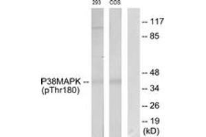 Western blot analysis of extracts from 293 cells and COS7 cells, using p38 MAPK (Phospho-Thr180) Antibody. (MAPK14 antibody  (pThr180))
