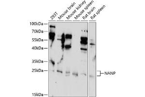 Western blot analysis of extracts of various cell lines, using NANP antibody (ABIN7268771) at 1:1000 dilution. (NANP antibody  (AA 1-248))