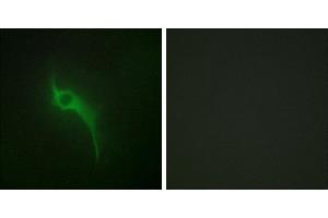 Peptide - +Immunofluorescence analysis of HeLa cells, using Collagen V α1 antibody.