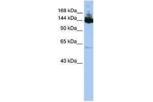 WB Suggested Anti-SYMPK Antibody Titration:  0. (Symplekin antibody  (Middle Region))