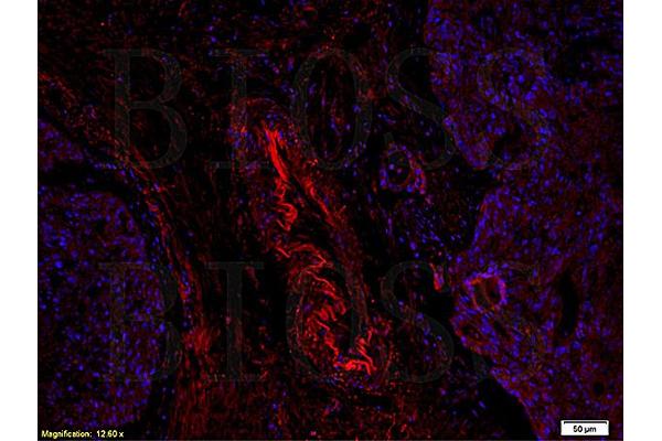 ABCG4 antibody  (AA 551-646)