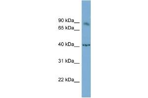 WB Suggested Anti-NFATC1 Antibody Titration:  0. (NFATC1 antibody  (Middle Region))