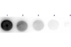 Dot Blot results of Sheep Anti-Glucose Oxidase Antibody. (Glucose Oxidase antibody)