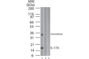 Image no. 1 for anti-Interleukin 17A (IL17A) (AA 1-75) antibody (ABIN1490779) (Interleukin 17a antibody  (AA 1-75))
