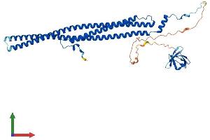 AlphaFold protein structure predicition of Human Recombinant PSTPIP1 Protein, UniprotID O43586