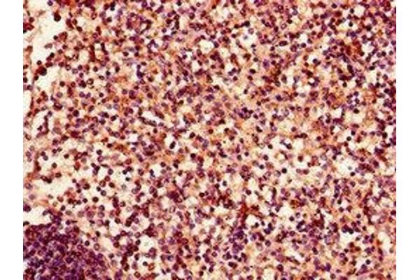EPH Receptor A4 antibody  (AA 345-545)