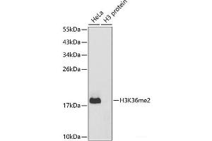 Western blot analysis of extracts of various cell lines using DiMethyl-Histone H3-K36 Polyclonal Antibody. (Histone 3 antibody  (2meLys36))