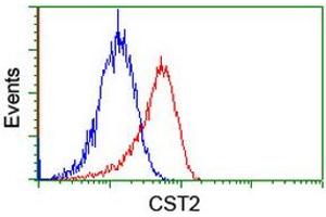 Image no. 2 for anti-Cystatin SA (CST2) antibody (ABIN1497757)