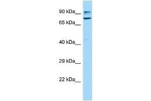 WB Suggested Anti-Sorbs1 Antibody Titration: 1.