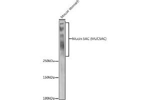 Western blot analysis of extracts of Mouse stomach, using Mucin 5AC (MUC5AC) antibody (ABIN7268694) at 1:1000 dilution. (MUC5AC antibody  (C-Term))