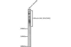Western blot analysis of extracts of Mouse stomach, using Mucin 5AC (MUC5AC) antibody (ABIN7268694) at 1:1000 dilution.