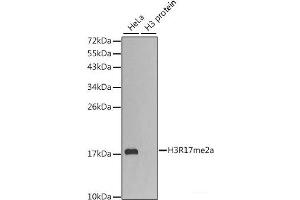 Western blot analysis of extracts of various cell lines using Asymmetric DiMethyl-Histone H3-R17 Polyclonal Antibody. (Histone 3 antibody  (H3R17me2a))