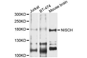 Western blot analysis of extracts of various cell lines, using NISCH antibody (ABIN5996418) at 1/1000 dilution. (Nischarin antibody)