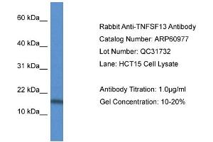Western Blotting (WB) image for anti-Tumor Necrosis Factor (Ligand) Superfamily, Member 13 (TNFSF13) (Middle Region) antibody (ABIN2788639) (TNFSF13 antibody  (Middle Region))