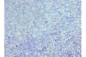 Immunohistochemistry of paraffin-embedded human tonsil tissue using ABIN7147088 at dilution of 1:100 (CEBPG antibody  (AA 1-150))