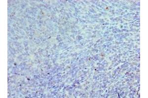 Immunohistochemistry of paraffin-embedded human tonsil tissue using ABIN7147088 at dilution of 1:100 (CEBPG antibody  (AA 1-150))