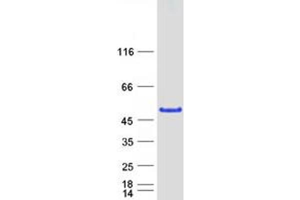 MAGEB1 Protein (Transcript Variant 2) (Myc-DYKDDDDK Tag)