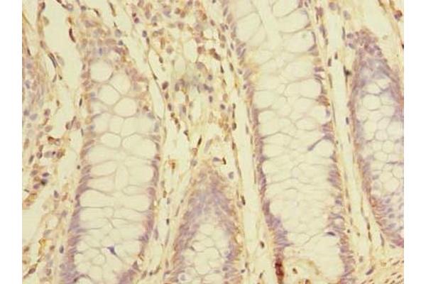 SNX16 antibody  (AA 1-342)
