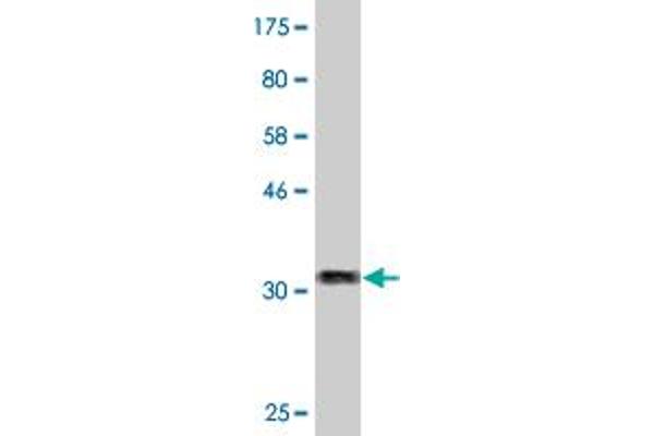 ZNRF4 antibody  (AA 108-170)