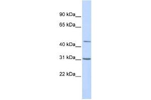 WB Suggested Anti-TEAD3 Antibody Titration:  0. (TEAD3 antibody  (Middle Region))