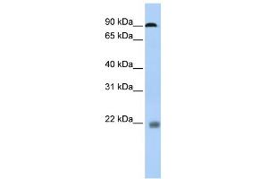 WB Suggested Anti-NFATC1 Antibody Titration:  0. (NFATC1 antibody  (N-Term))