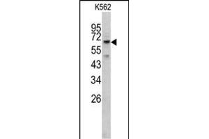 Western blot analysis of RIOK1 antibody (N-term) (ABIN391301 and ABIN2841337) in K562 cell line lysates (35 μg/lane).