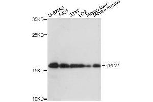 Western blot analysis of extracts of various cell lines, using RPL27 antibody.