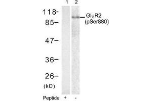Western blot analysis of extracts from mouse brain tissue using Glutamate receptor 2(Precursor)(phospho-Ser880) antibody(Lane 2) and the same antibody preincubated with blocking peptide(Lane1). (GRIA2 antibody  (pSer880))