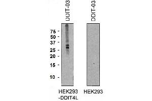 Western blotting analysis of DDIT4L expression in HEK293-DDIT4L transfectants and HEK293 cells using mouse monoclonal antibody DDIT-03 .