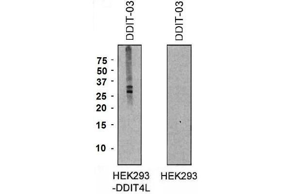 DDIT4L Antikörper  (AA 2-98) (PE)