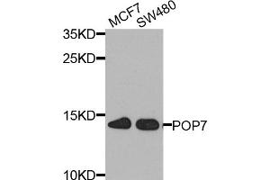 Western blot analysis of extracts of various cell lines, using POP7 antibody. (POP7 antibody)