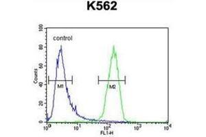 Flow cytometric analysis of K562 cells using IQCJ Antibody (C-term) Cat. (IQCJ antibody  (C-Term))
