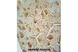 COX10 antibody (C-term) immunohistochemistry analysis in formalin fixed and paraffin embedded human skeletal muscle followed by peroxidase conjugation of the secondary antibody and DAB staining. (COX10 antibody  (C-Term))