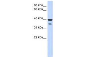 Image no. 1 for anti-Zinc Finger Protein 785 (ZNF785) (N-Term) antibody (ABIN6742921)