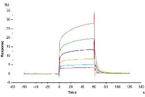 Surface Plasmon Resonance (SPR) image for CD274 (PD-L1) (AA 19-238) protein (His tag,Biotin) (ABIN7275436)