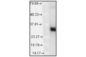 Validation of Capture Antibody: Western blot analysis of    HO-1 in    mouse tissues showing absolute specificity at    ~32kD