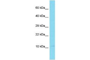 Host: Rabbit Target Name: C10orf25 Sample Type: U937 Whole Cell lysates Antibody Dilution: 1.