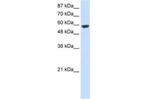 Western Blotting (WB) image for anti-Ring Finger Protein 14 (RNF14) antibody (ABIN2461721) (RNF14 antibody)