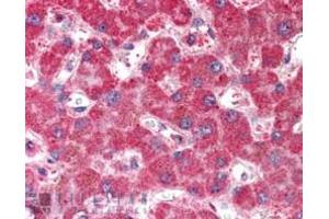 Immunohistochemistry (IHC) image for anti-Membrane Protein, Palmitoylated 6 (MAGUK P55 Subfamily Member 6) (MPP6) (N-Term) antibody (ABIN185151)