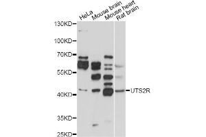 Western blot analysis of extracts of various cell lines, using UTS2R antibody (ABIN1875304) at 1:1000 dilution. (UTS2R antibody)